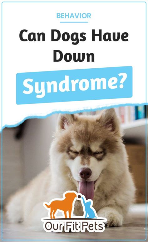 We mentioned that there are conditions that look like down and there are symptoms that might make you think your dog has down syndrome. Can Dogs Have Down Syndrome? | Dogs, Cat advice, Down syndrome dog