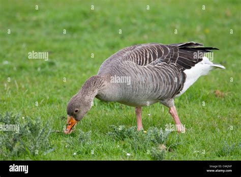 Greylag Goose Anser Anser Stock Photo Alamy