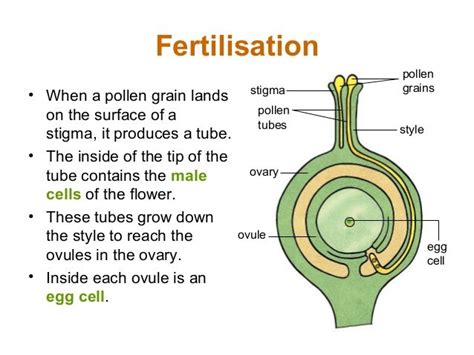 Reproduction Lesson 5a Pollination And Fertilisation
