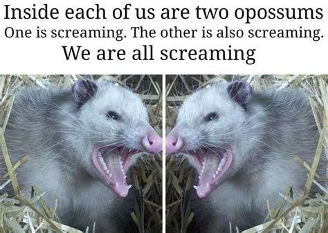 Pin By The Erica On Sassy Pants Humor Possum Funny Opossum Possum