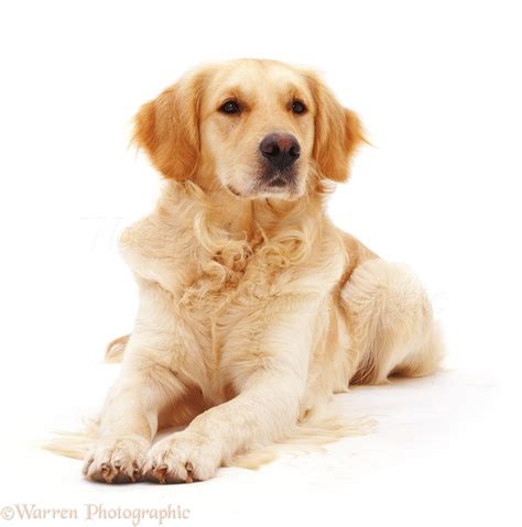 Dog Golden Retriever Photo Wp32131