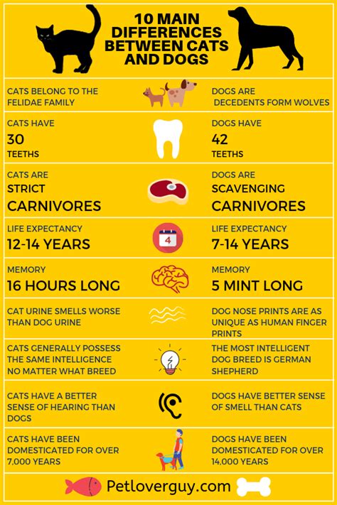 10 Differences Between Dogs and Cats Infographic – Pet Lover Guy