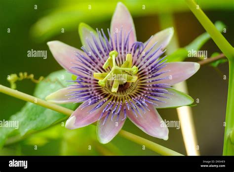 Close Up Of Blue Passion Flower Passiflora Caerulea Bavaria Germany