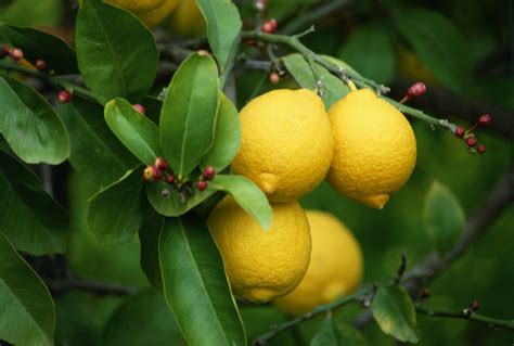 Fruit trees tend to grow best in soil that is near the seven mark (neutral) or slightly below (slightly acid). What Is the Best Soil for a Lemon Tree Plant? | Home ...
