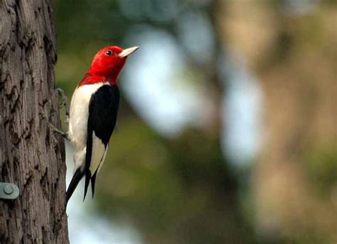 Red Headed Woodpecker Call Habitat Range Size Facts Diet