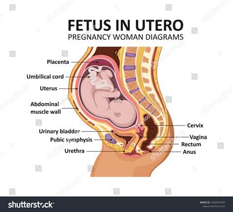 Naked Woman Standing Beside Diagrams Of Human Fetuses Stock My Xxx
