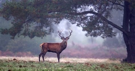 Cerf et chevreuil  quelles différences ?  Le brame du cerf 2023