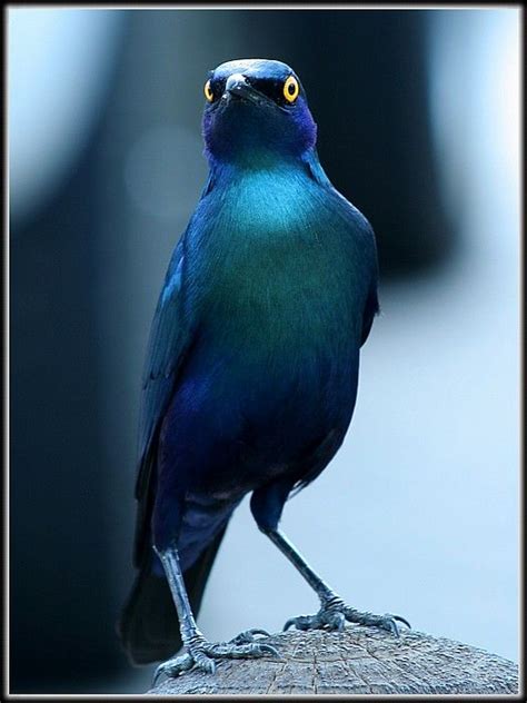 Feeling Blue By Fred Liebenberg Photofred Eyefetch Bird Pet