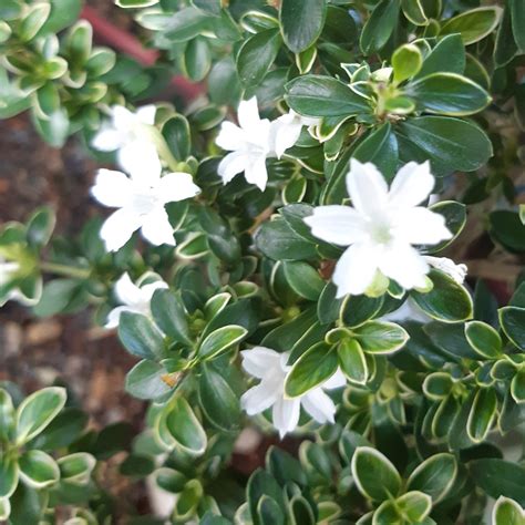 Serissa Foetida Variegata Serissa Cm