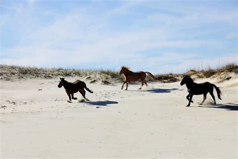 The 5 Best Wild Horse Tours In Outer Banks Pirates Cove
