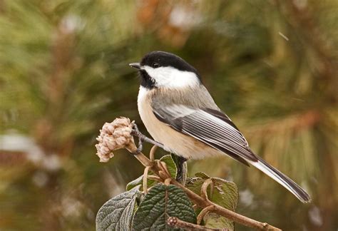 All About Birds Black Capped Chickadee