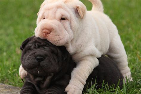 Shar Pei Puppies For Sale Pet Adoption And Sales