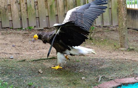 Nach 1000 Kilometer Ausflug Seeadler „grobi Zurück In Remscheid