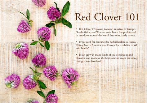 Red Clover 101 Herbalism Herbal Plants Clover Plant