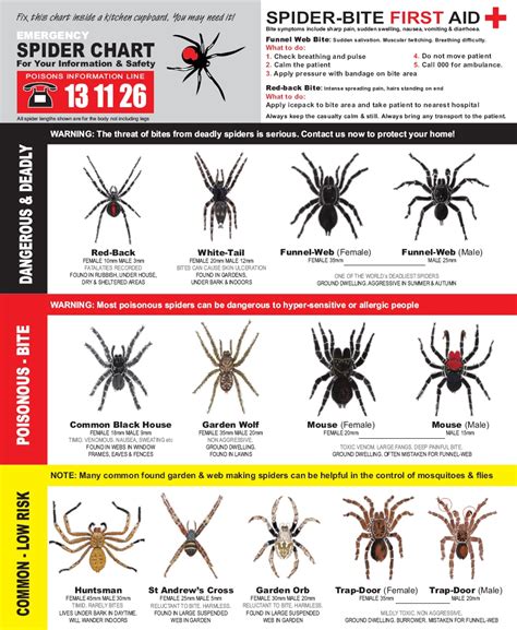 Nsw Spiders Identification Chart A Visual Reference Of Charts Chart