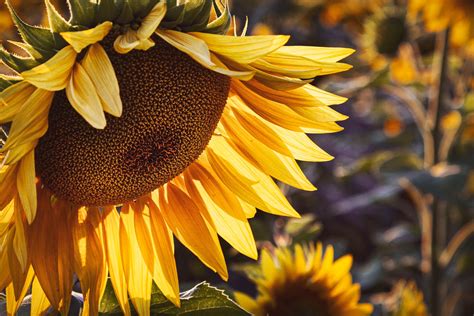 How To Support Growing Sunflowers Uk