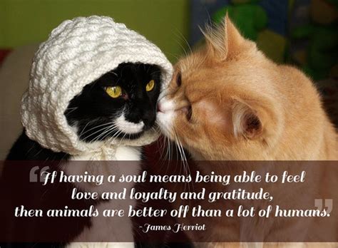 Unconditional Love Quotes About Cats Quotesgram