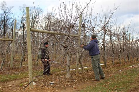 Stony Hill Farms Csa Apple Tree Pruning