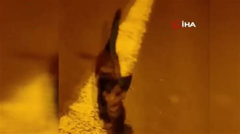 Otoyol kenarındaki yavru kediyi kurtardı Kedinin koşarak gelmesi