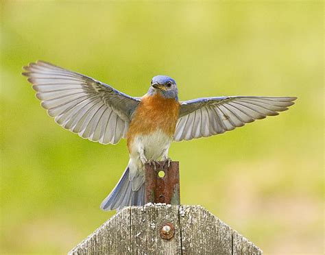 Eastern Bluebird Wing Spread Photograph By John Vose Pixels