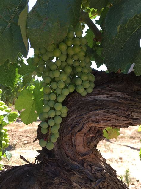 The time now är ett pålitligt verktyg som levererar noggranna väderrelaterade tjänster i torres, spanien. Pin von Hawesko auf Penedès in Katalonien: zu Besuch bei ...