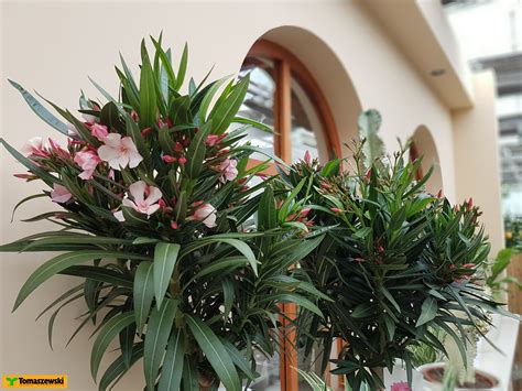 Nerium oleander (oleander) is an evergreen shrub of the apocynaceae family that thrives principally in subtropical regions. Roślina miesiąca - oleander: jak podlewać, nawozić i ciąć