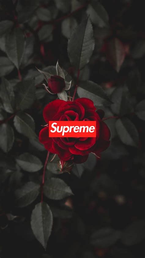 Gamerpic, profile picture (or pfp) or display pic, whatever you want to call it, is representative of how to change your gamerpic or pfp on xbox app. Supreme Rose Wallpapers - Wallpaper Cave