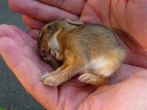 Flickriver Photoset Baby Eastern Cottontail Rabbit By Rusty Clark