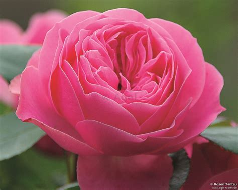Buy Playful Rokoko ® Floribunda Rose Agel Rosen