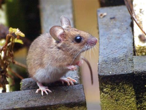 Species Of Uk Week 39 Wood Mouse ‘apodemus Sylvaticus