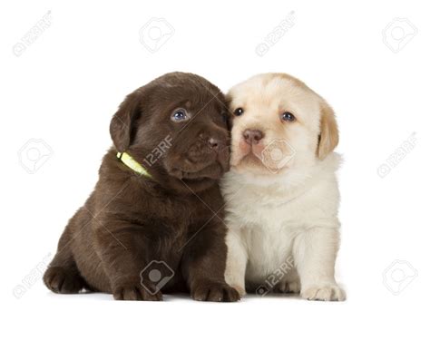 Most labrador retrievers are athletic; Cute Chocolate Lab Puppies With Blue Eyes: Chocolate ...