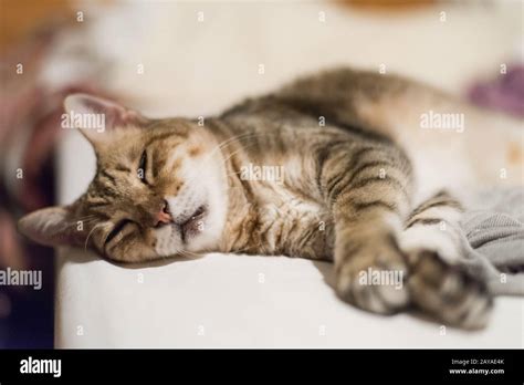 Funny Tabby Cat Stock Photo Alamy