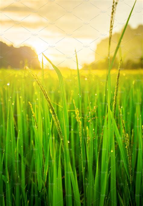Paddy rice field background | High-Quality Nature Stock Photos ~ Creative Market