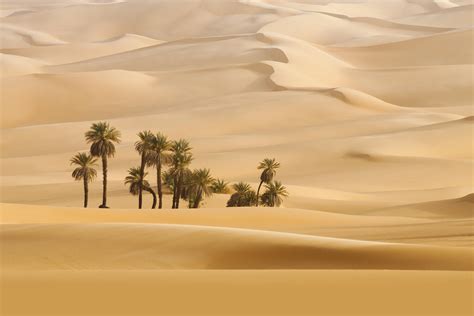 Trees In Desert Dune Photography Wallpaper Hd Nature 4k Wallpapers