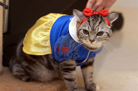 Funny Pet Costumes Halloween For Dogs And Cats