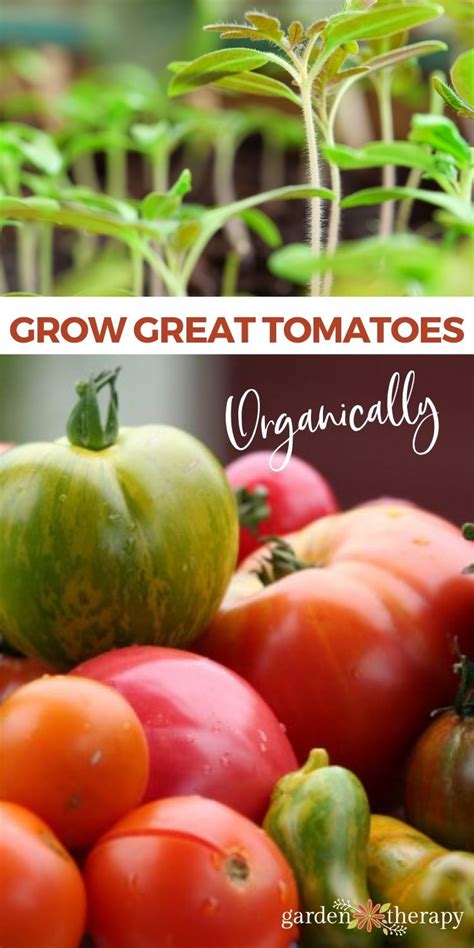 How To Grow Tomatoes Top Tomato Growing Tips From An Expert Garden