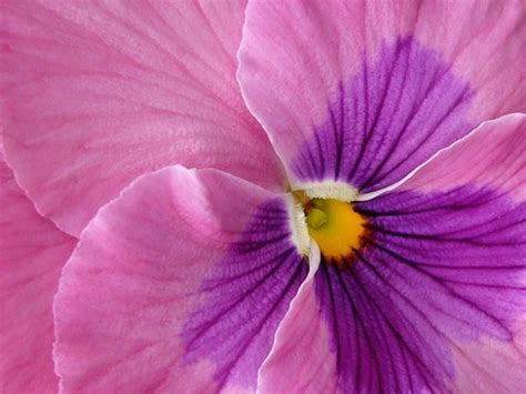 Macro Pansy Pink Photography Flower Free Photo