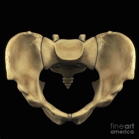 Pelvic Bones Male Photograph By Science Picture Co