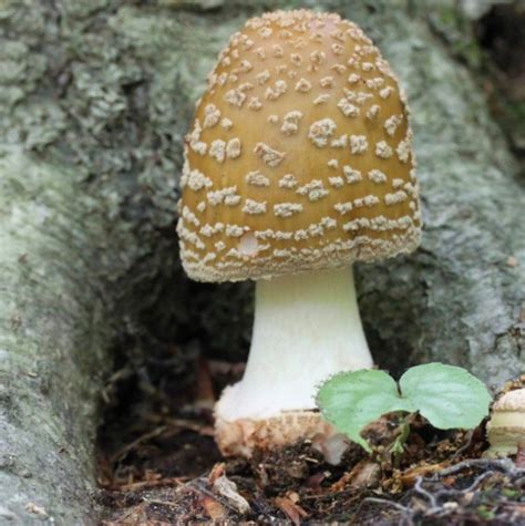 Amanita Amerirubescens Fluff Western Pennsylvania Mushroom Club