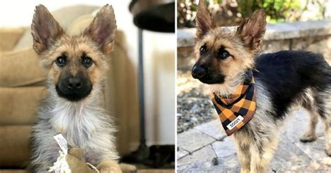 2 Year Old German Shepherd Has A Rare Condition That Makes It Still