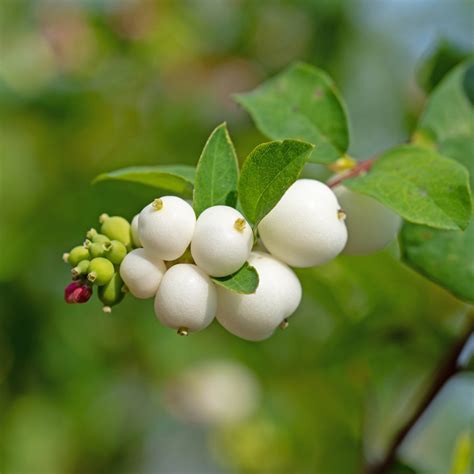 Snowberry Companion Plants That Will Make Your Garden Sing Everthing