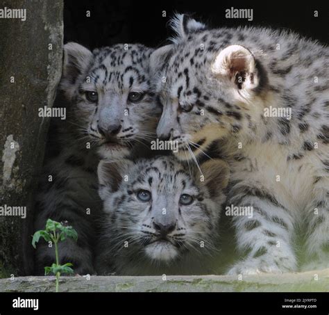 Three Very Rare Snow Leopard Cubs See Daylight For The First Time As