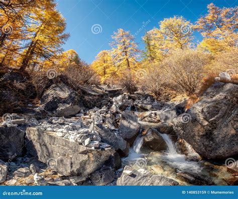 Golden Pine Forest With Waterfall Flowing In Autumn Stock Image Image