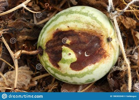 Rotten Watermelon Stock Photo Image Of Disease Damaged 188302048