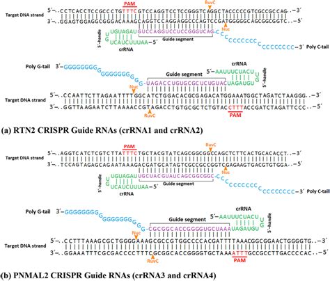 Schematic Of The AsCpf1 CrRNAs DNA Targeting Complex Designing Two