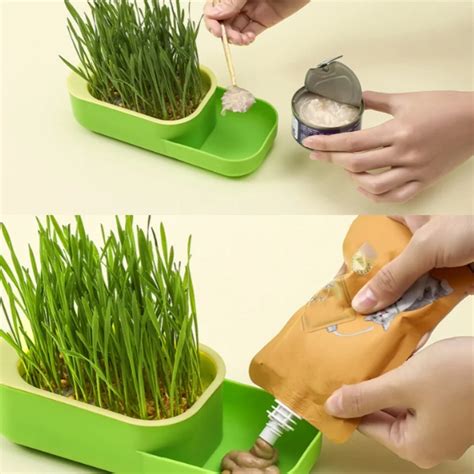 Mybeauty Seed Wheat Grass Catnip Cultivation Box Pet Cat Grass Growing