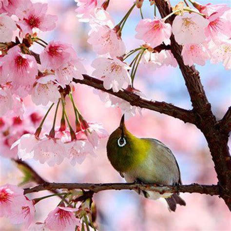 Japanese Cherry Blossom Bird