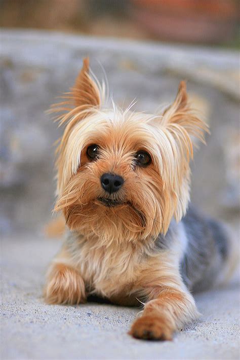 15 Miniature Dog Breeds That Are Just Too Cute Pets Lovers