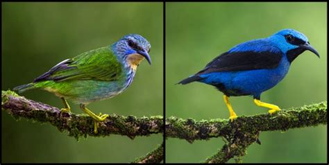 Sexual Selection Makes Female Songbirds Drab Nature News And Comment