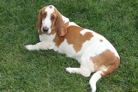 7,379 likes · 32 talking about this. Huggable Bassets Family Breeder of Purebred basset hound ...